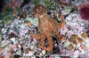 Giant Pacific Octopus