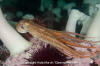 Giant Pacific Octopus