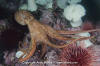 Giant Pacific Octopus