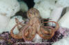 Giant Pacific Octopus