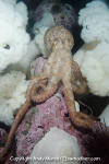 Giant Pacific Octopus