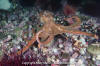 Giant Pacific Octopus