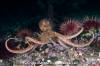 Giant Pacific Octopus