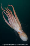 Giant Pacific Octopus