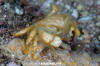 Golden Hairy Crab