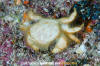 Golden Hairy Crab