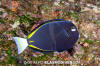 Goldrim Surgeonfish