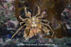 Graceful Kelp Crab