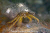 Grainyhand Hermit Crab