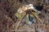 Grainyhand Hermit Crab