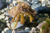 Grainyhand Hermit Crab