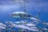 Great white sharks immersed in a school of small fish