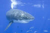 a great white shark