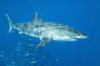 great white shark