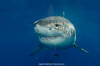 Great White Shark