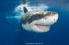 Great White Shark