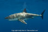 Great White Shark