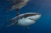 Great White Shark