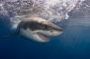 Great White Shark