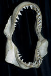 Great White Shark Jaws picture