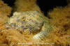 Great Sculpin