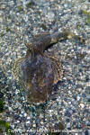 Great Sculpin