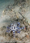 greater blue ringed octopus