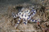 Greater Blue Ringed Octopus 002