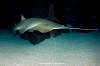 green sawfish