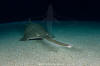 green sawfish