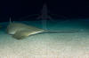 green sawfish 053