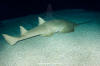 green sawfish