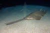 green sawfish