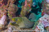 Green Moray Eel