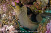 Green Moray Eel