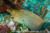 Green Moray Eel