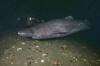 Greenland Shark pic