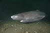 sleeper shark picture