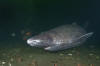 Sleeper shark