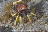 Greenmark Hermit Crab