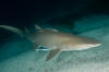 Grey nurse shark