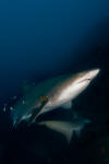 Grey nurse shark 