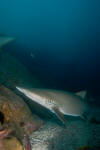 Grey nurse shark