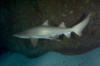 Grey nurse shark