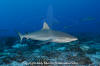 Grey Reef Shark