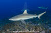 Grey Reef Shark