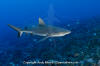 Grey Reef Shark