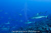 Grey Reef Shark