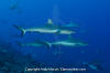 Grey Reef Shark