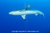 Grey Reef Shark